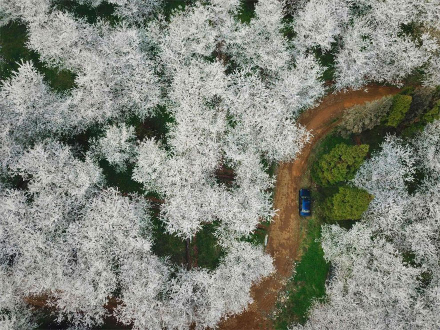 Фотография: В Китае расцвела вишня, и это инопланетно прекрасно №10 - BigPicture.ru