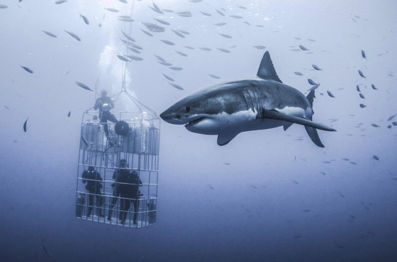 Фотография: Фотограф снял огромную белую акулу, которая кружит вокруг клетки с дайверами №8 - BigPicture.ru