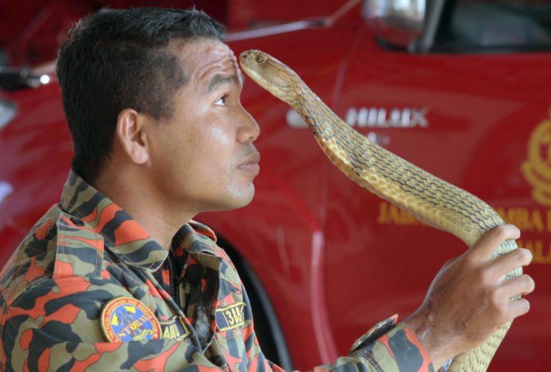 Фотография: Последний поцелуй: самый знаменитый змеелов погиб от укуса кобры №5 - BigPicture.ru