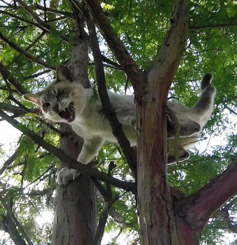 Фотография: Серийный спасатель котов: американец вышел на пенсию и теперь снимает животных с деревьев №2 - BigPicture.ru