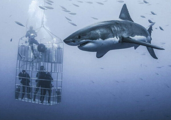 Фотограф снял огромную белую акулу, которая кружит вокруг клетки с дайверами