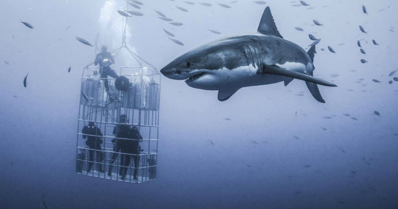 Фотография: Фотограф снял огромную белую акулу, которая кружит вокруг клетки с дайверами №1 - BigPicture.ru