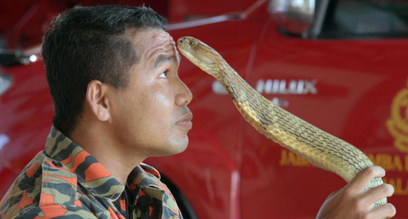 Фотография: Последний поцелуй: самый знаменитый змеелов погиб от укуса кобры №1 - BigPicture.ru