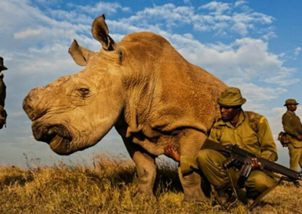 Умер последний в мире самец северного белого носорога, но ученые не теряют надежду на сохранение вида