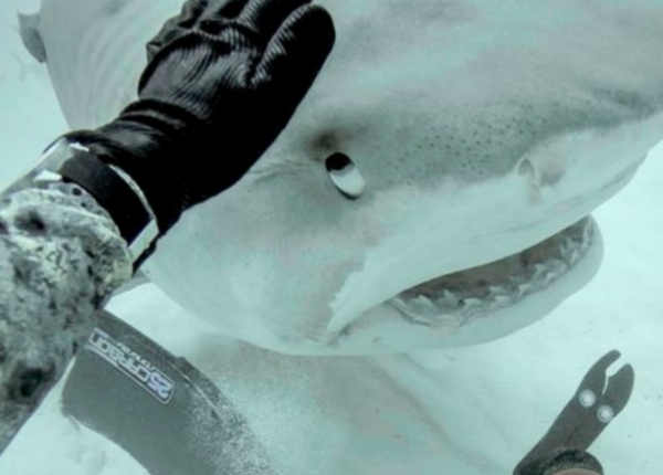 Акула откусила ногу серфингисту, а теперь он защищает этих хищников от людей