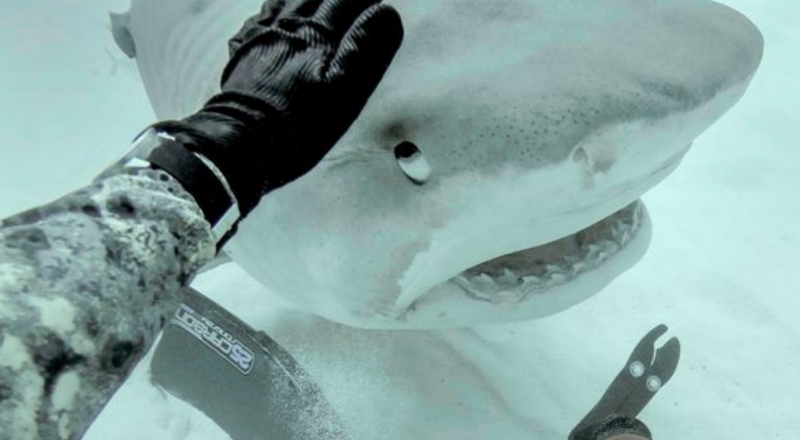Фотография: Акула откусила ногу серфингисту, а теперь он защищает этих хищников от людей №1 - BigPicture.ru