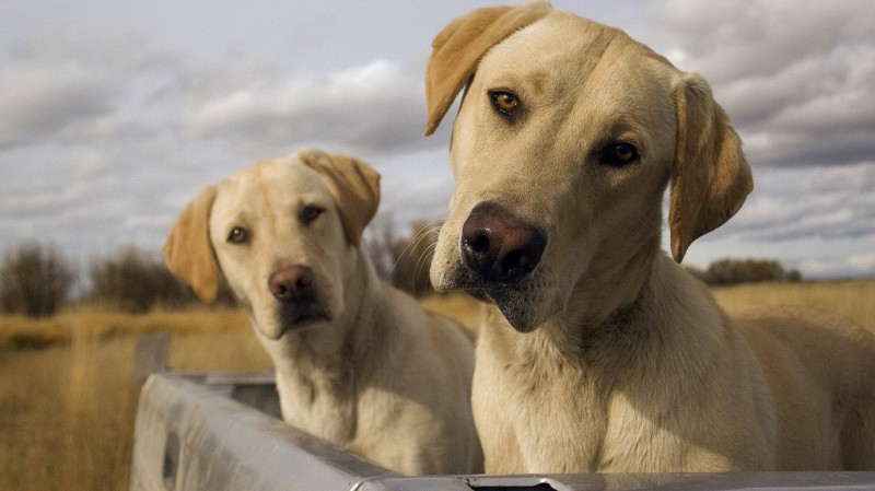 Фотография: Дорого и возмутительно: кому и зачем нужны клоны собак №4 - BigPicture.ru