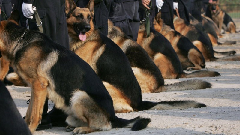 Фотография: Дорого и возмутительно: кому и зачем нужны клоны собак №3 - BigPicture.ru
