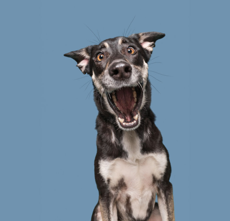 Фотография: Все эмоции на морде: проект про собак, единственных и неповторимых №5 - BigPicture.ru