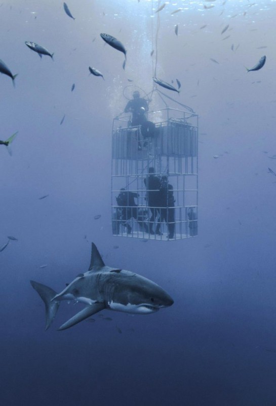 Фотография: Фотограф снял огромную белую акулу, которая кружит вокруг клетки с дайверами №5 - BigPicture.ru