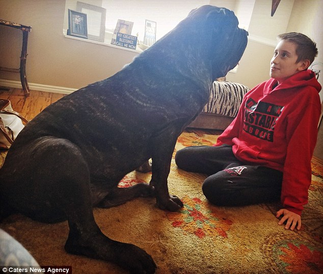 Фотография: 9-месячный щенок древней породы весит 80 килограммов и одним хвостом валит взрослого человека с ног №2 - BigPicture.ru