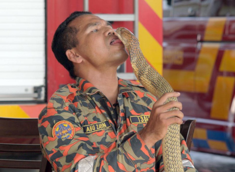 Фотография: Последний поцелуй: самый знаменитый змеелов погиб от укуса кобры №3 - BigPicture.ru