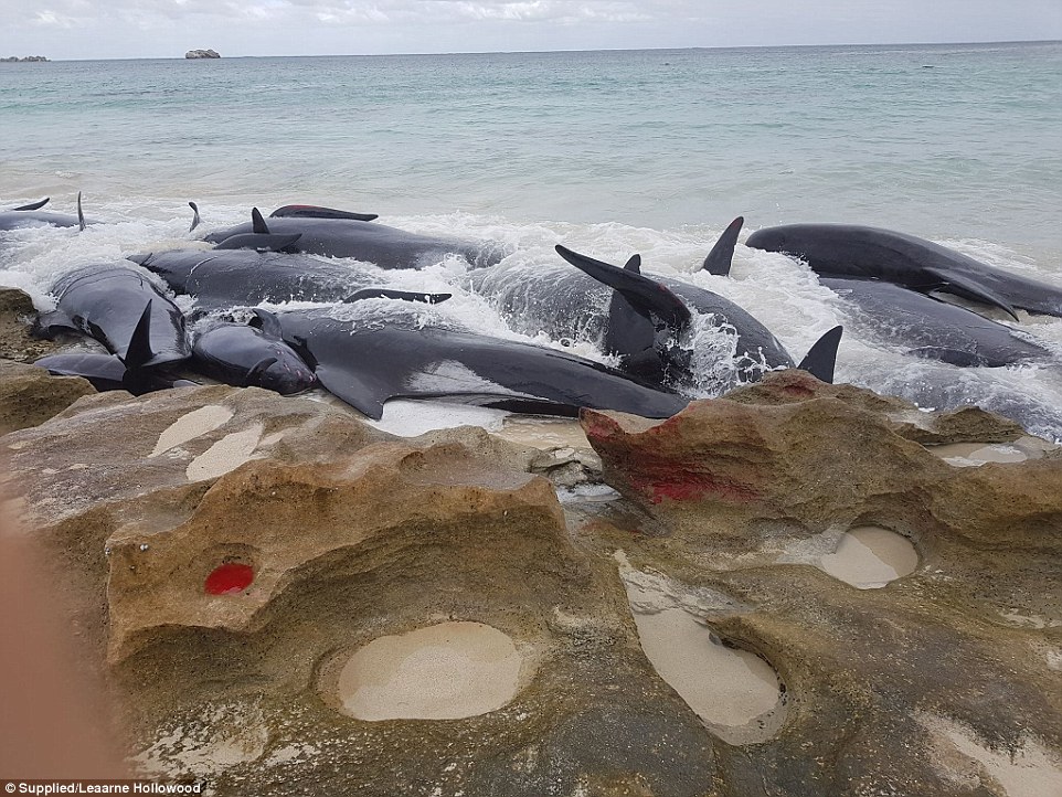Фотография: На берег Австралии выбросились 150 дельфинов. Власти опасаются скопления акул №2 - BigPicture.ru