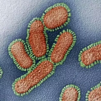 Фотография: Красота внутри: микробиолог из Уфы показывает в инстаграме вирусы и бактерии, которые живут в нас №5 - BigPicture.ru