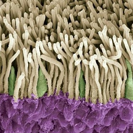 Фотография: Красота внутри: микробиолог из Уфы показывает в инстаграме вирусы и бактерии, которые живут в нас №10 - BigPicture.ru