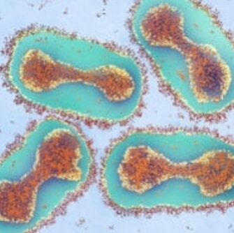 Фотография: Красота внутри: микробиолог из Уфы показывает в инстаграме вирусы и бактерии, которые живут в нас №2 - BigPicture.ru