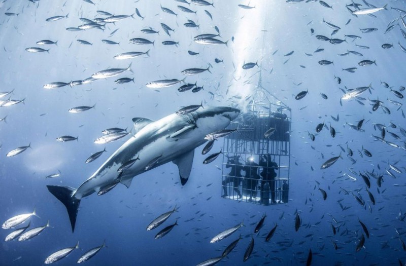 Фотография: Фотограф снял огромную белую акулу, которая кружит вокруг клетки с дайверами №2 - BigPicture.ru