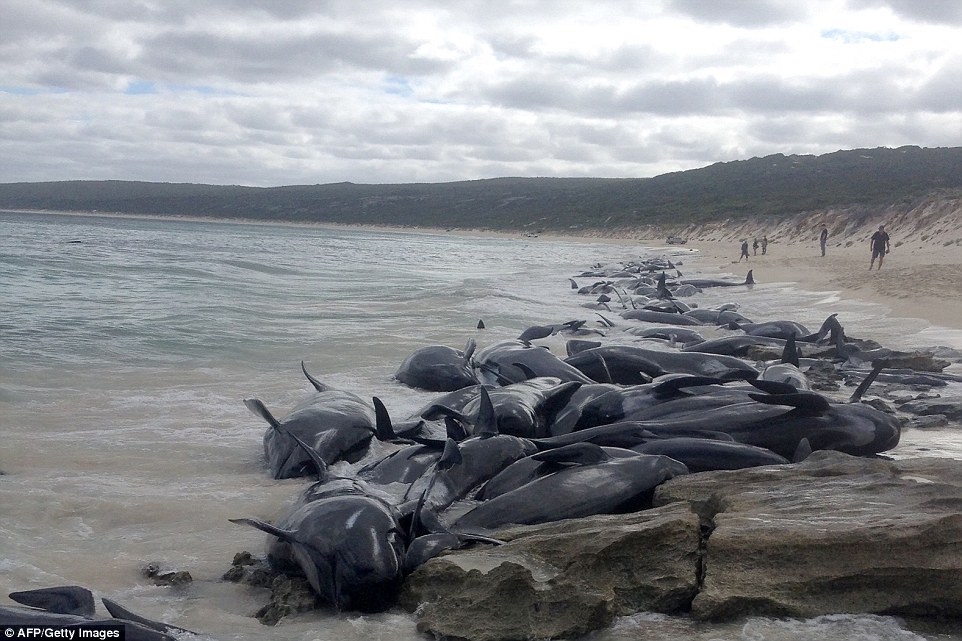 Фотография: На берег Австралии выбросились 150 дельфинов. Власти опасаются скопления акул №3 - BigPicture.ru