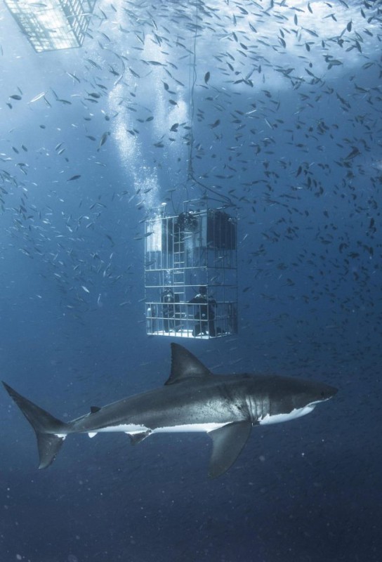 Фотография: Фотограф снял огромную белую акулу, которая кружит вокруг клетки с дайверами №6 - BigPicture.ru