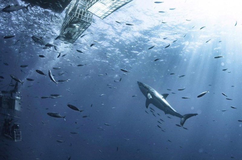 Фотография: Фотограф снял огромную белую акулу, которая кружит вокруг клетки с дайверами №3 - BigPicture.ru
