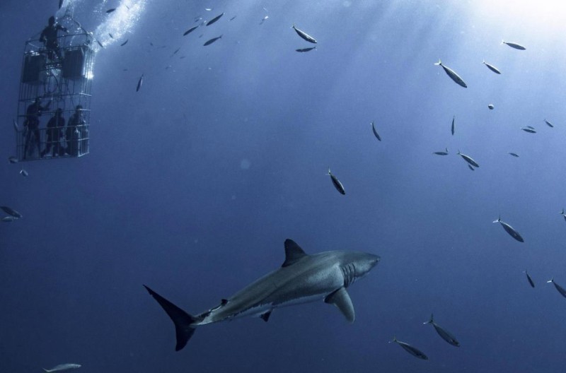 Фотография: Фотограф снял огромную белую акулу, которая кружит вокруг клетки с дайверами №4 - BigPicture.ru