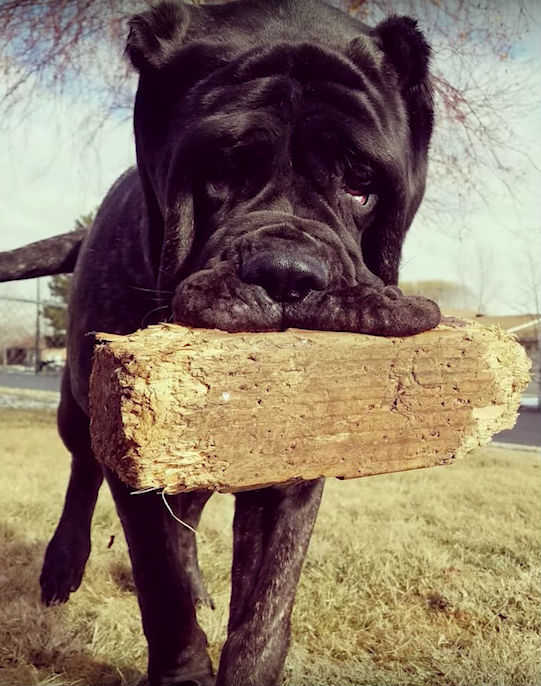 Фотография: 9-месячный щенок древней породы весит 80 килограммов и одним хвостом валит взрослого человека с ног №6 - BigPicture.ru