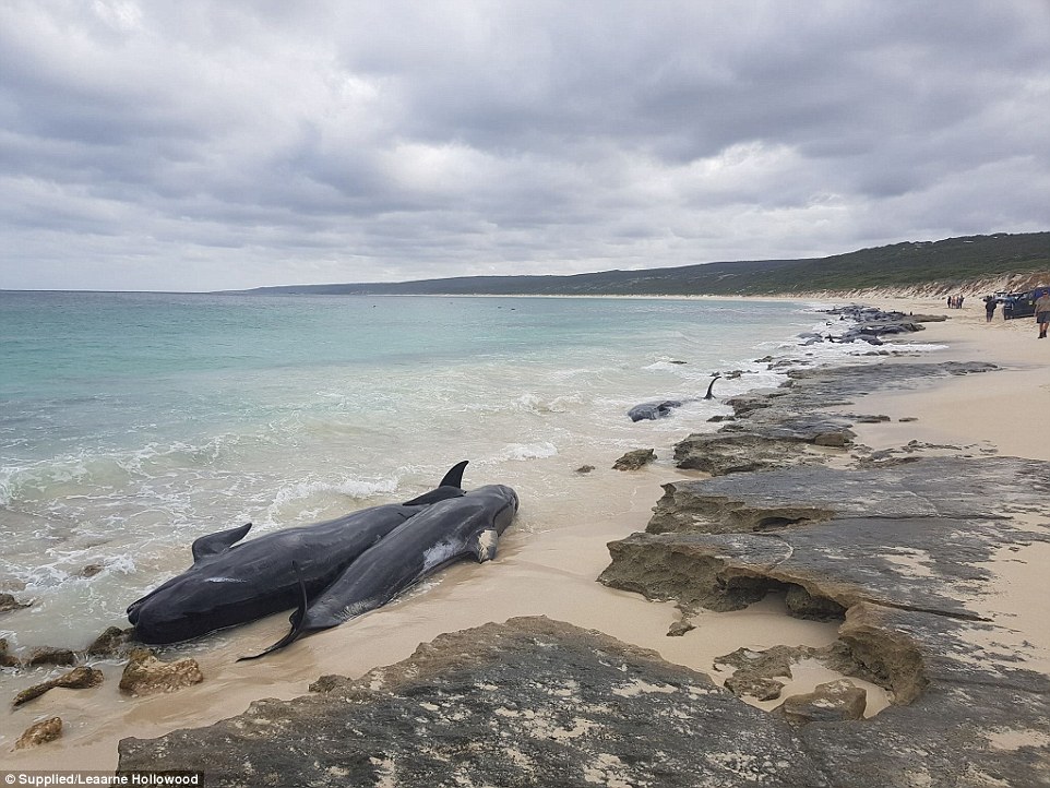 Фотография: На берег Австралии выбросились 150 дельфинов. Власти опасаются скопления акул №8 - BigPicture.ru