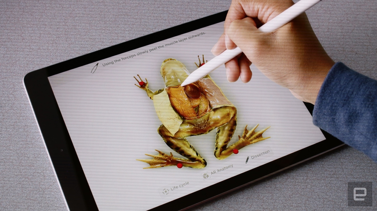 Фотография: Препарировать лягушек и делать домашнее задание в виртуальной реальности: что умеет новый iPad для школьников №9 - BigPicture.ru