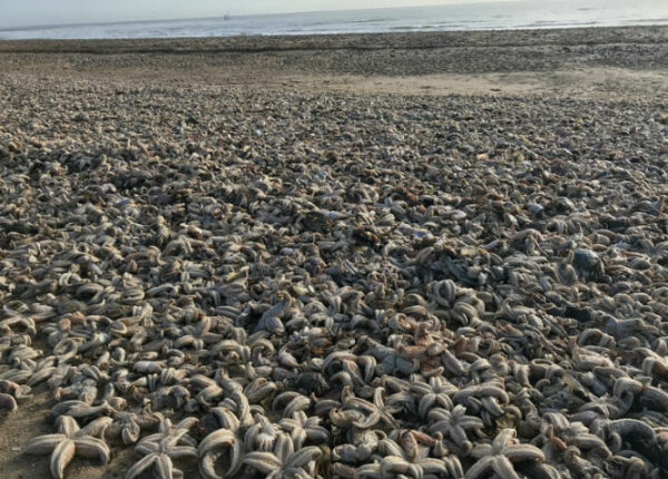 Шторм «Эмма» выбросил на британские побережья десятки тысяч мертвых морских животных