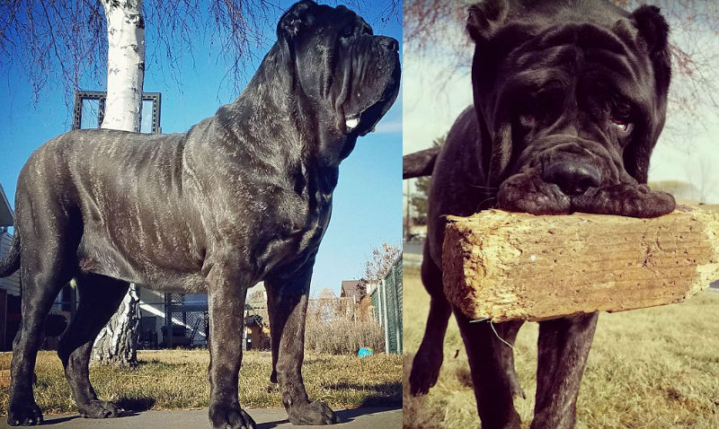 Фотография: 9-месячный щенок древней породы весит 80 килограммов и одним хвостом валит взрослого человека с ног №1 - BigPicture.ru