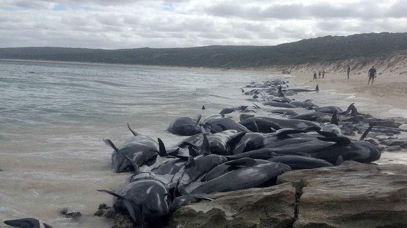 Фотография: На берег Австралии выбросились 150 дельфинов. Власти опасаются скопления акул №1 - BigPicture.ru