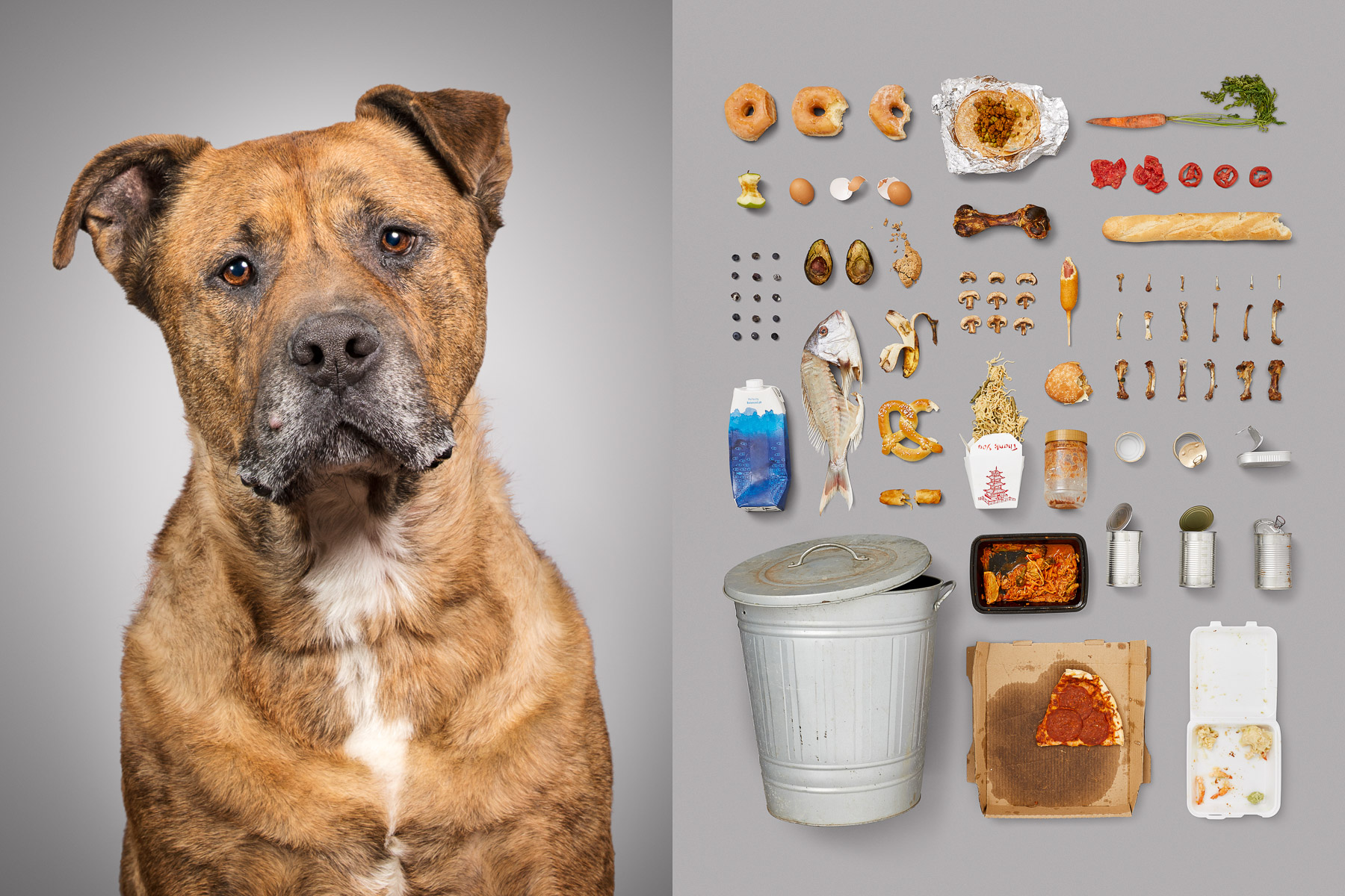 Фотография: Собаки и их пожитки: американка показала всю суть собачьей жизни №7 - BigPicture.ru