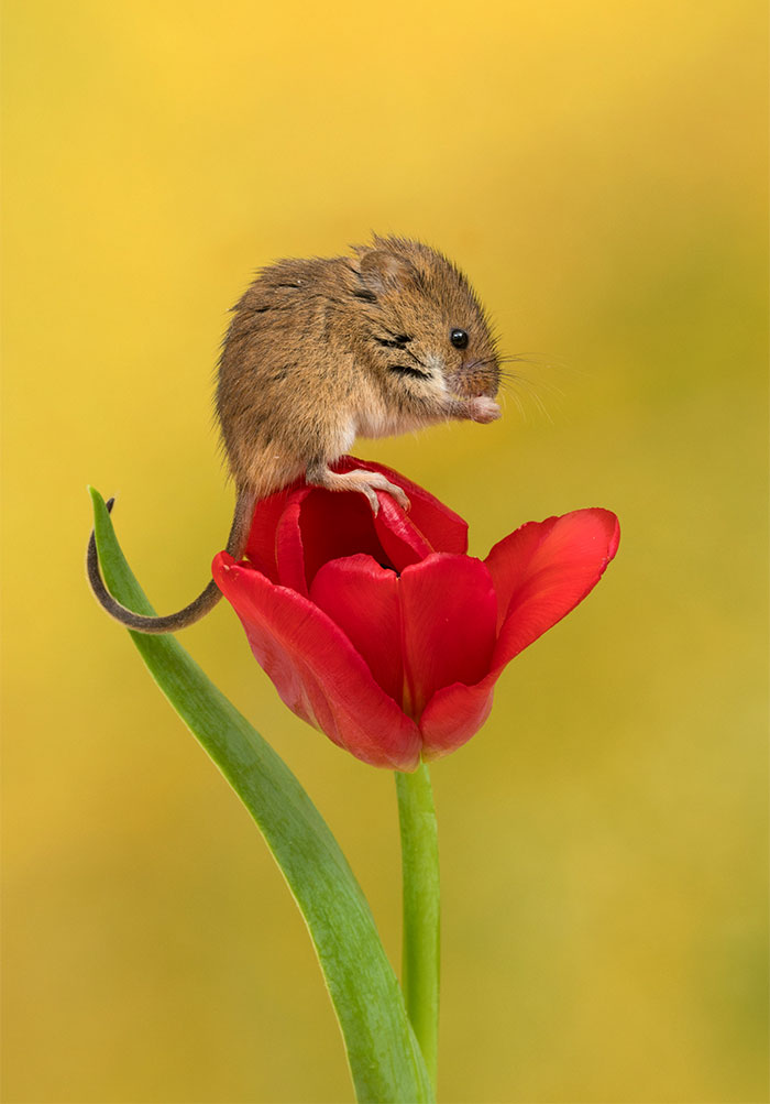 Фотография: Фотограф снял, как мышки-малютки прячутся в тюльпанах, и мы не можем перестать смотреть на это №11 - BigPicture.ru