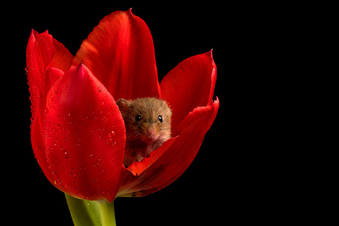 Фотография: Фотограф снял, как мышки-малютки прячутся в тюльпанах, и мы не можем перестать смотреть на это №2 - BigPicture.ru