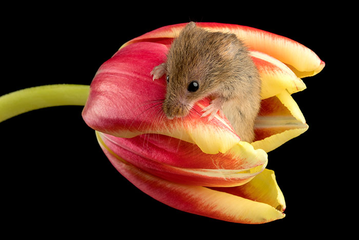 Фотограф снял, как мышки-малютки прячутся в тюльпанах, и мы не можем перестать смотреть на это