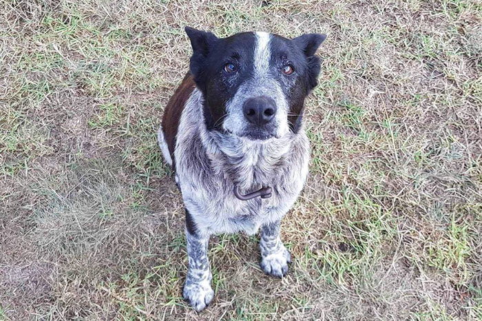 Фотография: В Австралии 17-летняя полуслепая и глухая собака спасла потерявшуюся 3-летнюю девочку №2 - BigPicture.ru