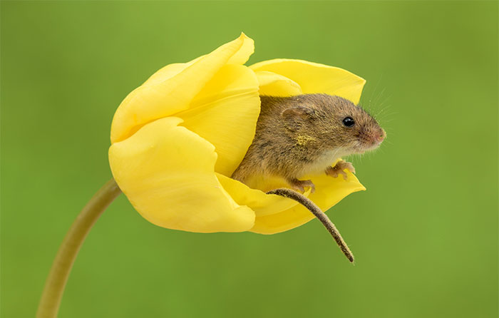Фотография: Фотограф снял, как мышки-малютки прячутся в тюльпанах, и мы не можем перестать смотреть на это №13 - BigPicture.ru