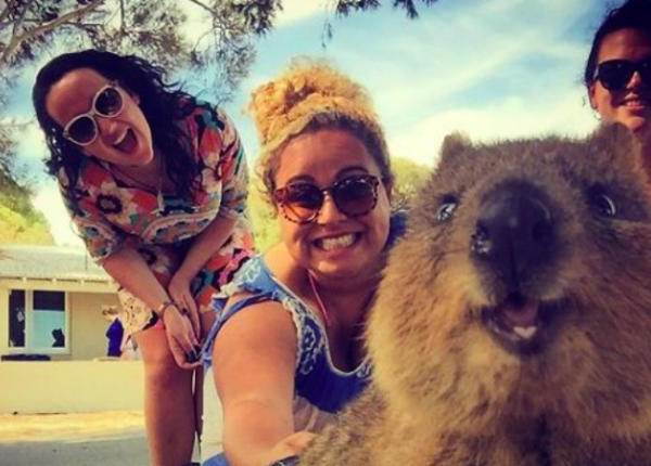 Instagram запрещает селфи с квокками, но австралийцам это не нравится. А квокк никто и не спрашивал