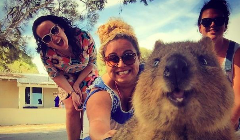 Фотография: Instagram запрещает селфи с квокками, но австралийцам это не нравится. А квокк никто и не спрашивал №1 - BigPicture.ru