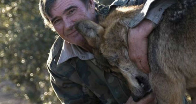 Фотография: Человек волку друг: испанец 12 лет прожил с хищниками и 50 лет не может привыкнуть к людям №1 - BigPicture.ru