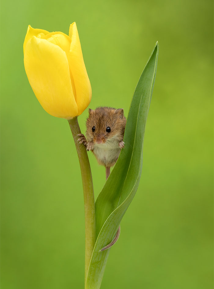 Фотография: Фотограф снял, как мышки-малютки прячутся в тюльпанах, и мы не можем перестать смотреть на это №14 - BigPicture.ru