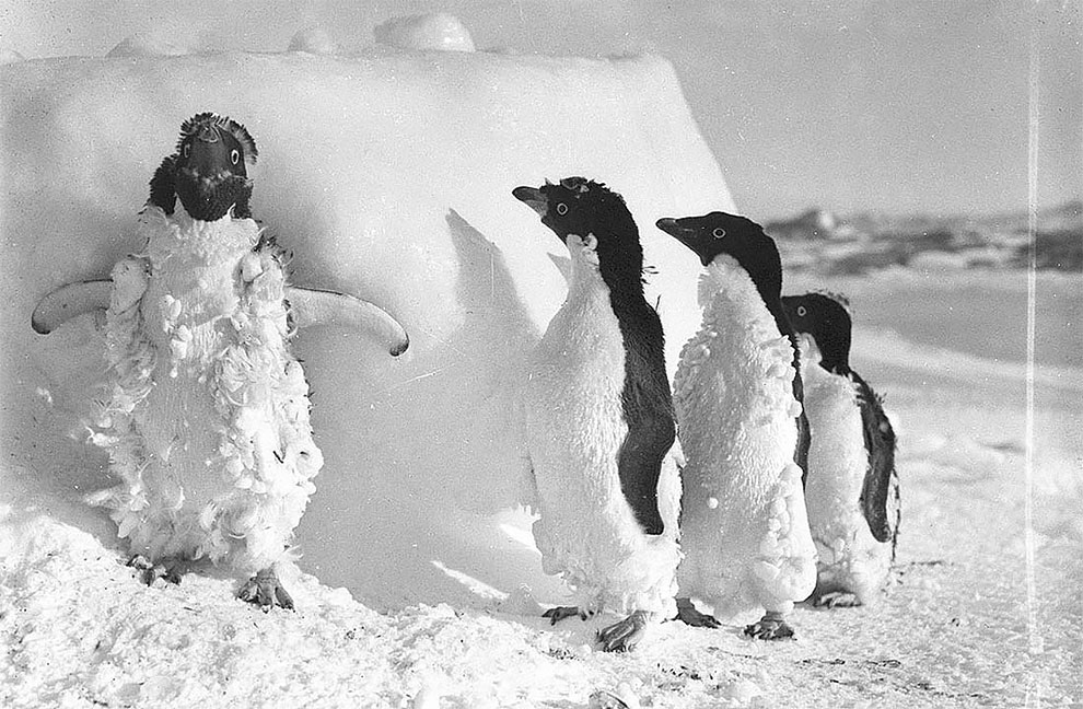 Фотография: Уникальные фотографии из первой Австралийской антарктической экспедиции 1911-1914 годов №14 - BigPicture.ru