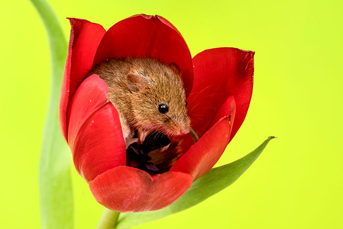 Фотография: Фотограф снял, как мышки-малютки прячутся в тюльпанах, и мы не можем перестать смотреть на это №15 - BigPicture.ru