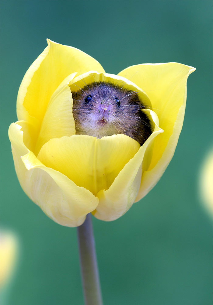Фотограф снял, как мышки-малютки прячутся в тюльпанах, и мы не можем перестать смотреть на это