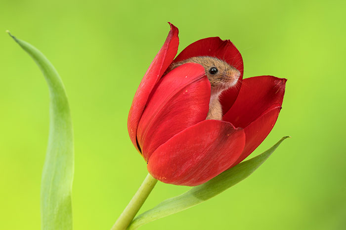Фотография: Фотограф снял, как мышки-малютки прячутся в тюльпанах, и мы не можем перестать смотреть на это №17 - BigPicture.ru