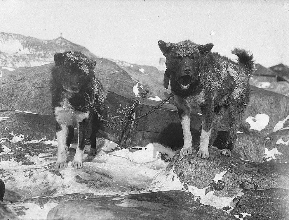 Фотография: Уникальные фотографии из первой Австралийской антарктической экспедиции 1911-1914 годов №17 - BigPicture.ru