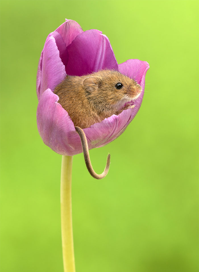 Фотография: Фотограф снял, как мышки-малютки прячутся в тюльпанах, и мы не можем перестать смотреть на это №18 - BigPicture.ru
