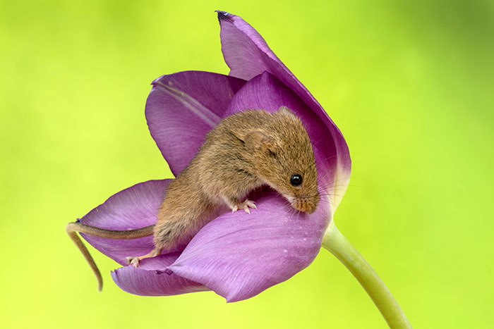 Фотография: Фотограф снял, как мышки-малютки прячутся в тюльпанах, и мы не можем перестать смотреть на это №19 - BigPicture.ru