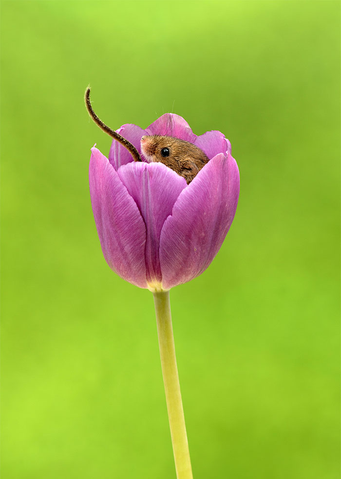 Фотография: Фотограф снял, как мышки-малютки прячутся в тюльпанах, и мы не можем перестать смотреть на это №20 - BigPicture.ru