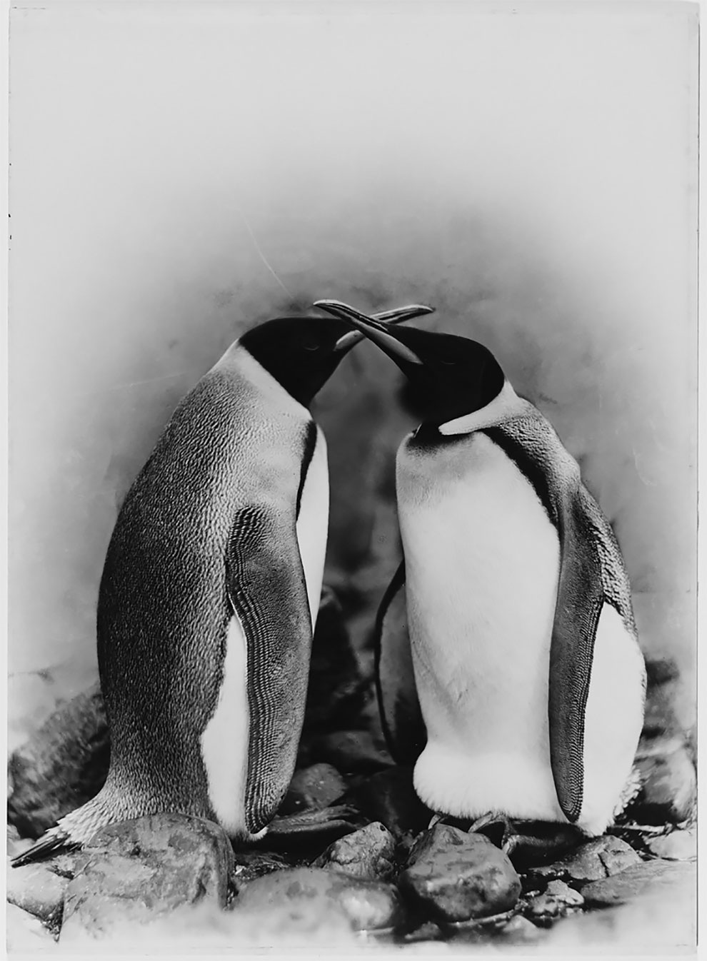 Фотография: Уникальные фотографии из первой Австралийской антарктической экспедиции 1911-1914 годов №21 - BigPicture.ru